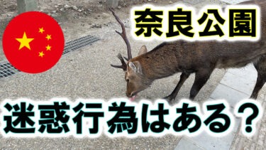 【奈良市 ‐ 行動調査】奈良公園で迷惑行為の実態を調査